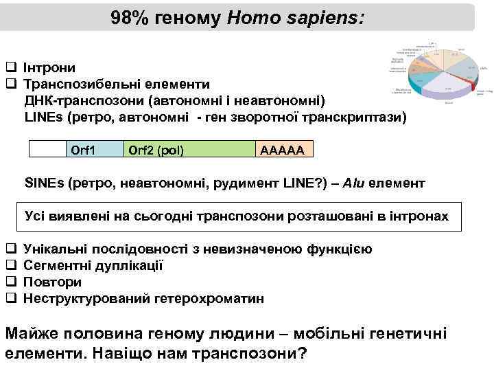 98% геному Homo sapiens: q Інтрони q Транспозибельні елементи ДНК-транспозони (автономні і неавтономні) LINEs