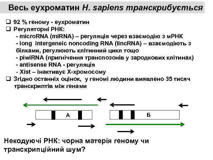 Весь еухроматин H. sapiens транскрибується q 92 % геному - еухроматин q Регуляторні РНК: