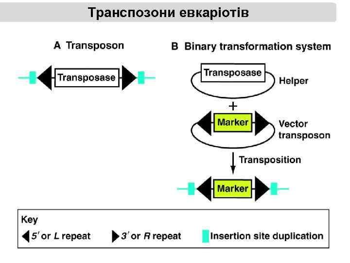 Транспозони евкаріотів 