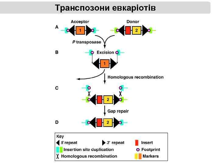 Транспозони евкаріотів 