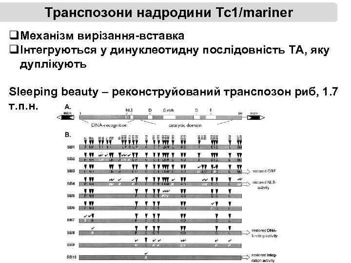 Транспозони надродини Тс1/mariner q. Механізм вирізання-вставка qІнтегруються у динуклеотидну послідовність ТА, яку дуплікують Sleeping