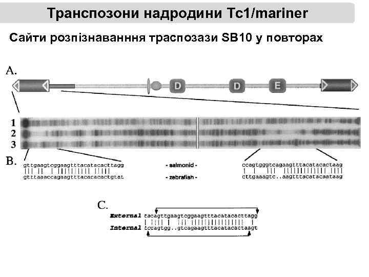 Транспозони надродини Тс1/mariner Сайти розпізнаванння траспозази SB 10 у повторах 