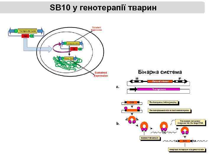 SB 10 у генотерапії тварин Бінарна система 