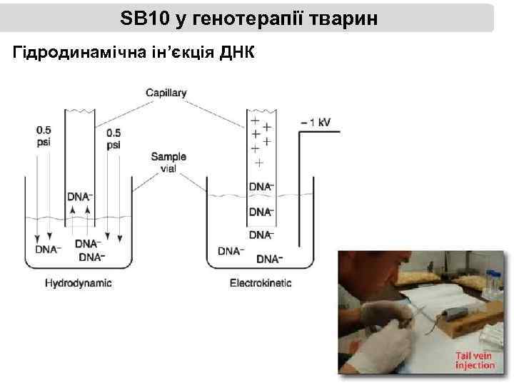 SB 10 у генотерапії тварин Гідродинамічна ін’єкція ДНК 