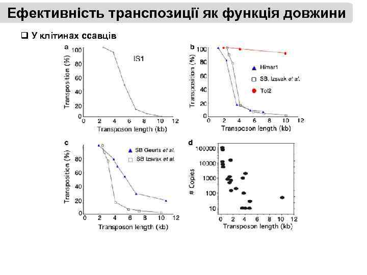 Ефективність транспозиції як функція довжини q У клітинах ссавців 
