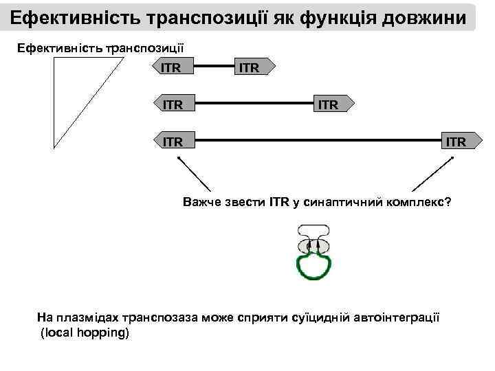 Ефективність транспозиції як функція довжини Ефективність транспозиції ITR ITR ITR Важче звести ITR у