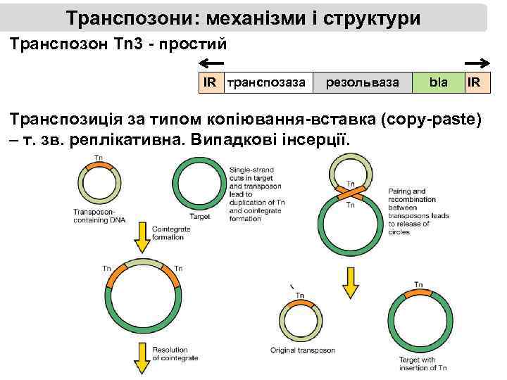 Транспозони: механізми і структури Транспозон Tn 3 - простий IR транспозаза резольваза bla IR