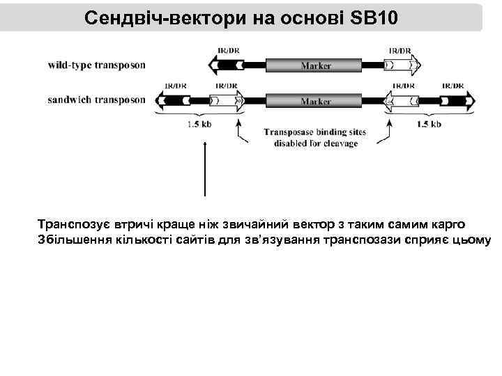 Сендвіч-вектори на основі SB 10 Транспозує втричі краще ніж звичайний вектор з таким самим