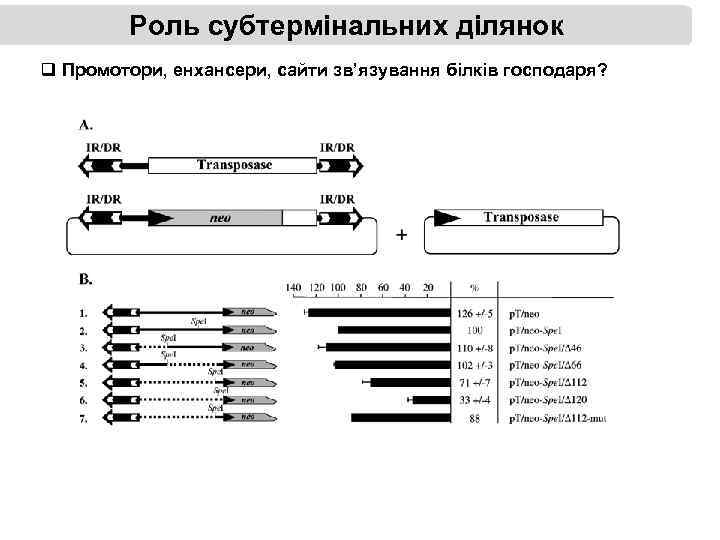 Роль субтермінальних ділянок q Промотори, енхансери, сайти зв’язування білків господаря? 