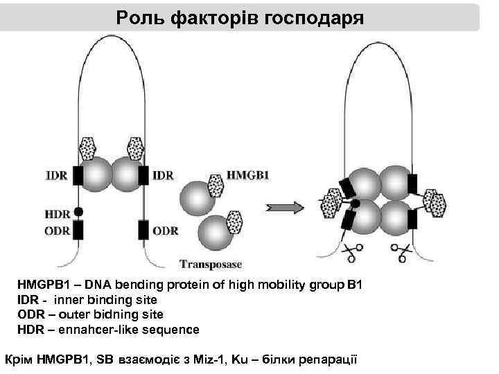 Роль факторів господаря HMGPB 1 – DNA bending protein of high mobility group B