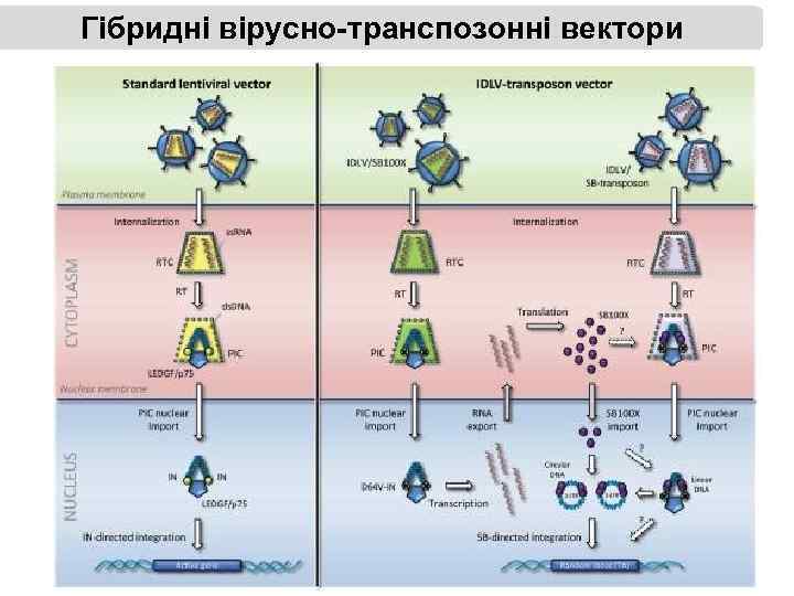 Гібридні вірусно-транспозонні вектори 