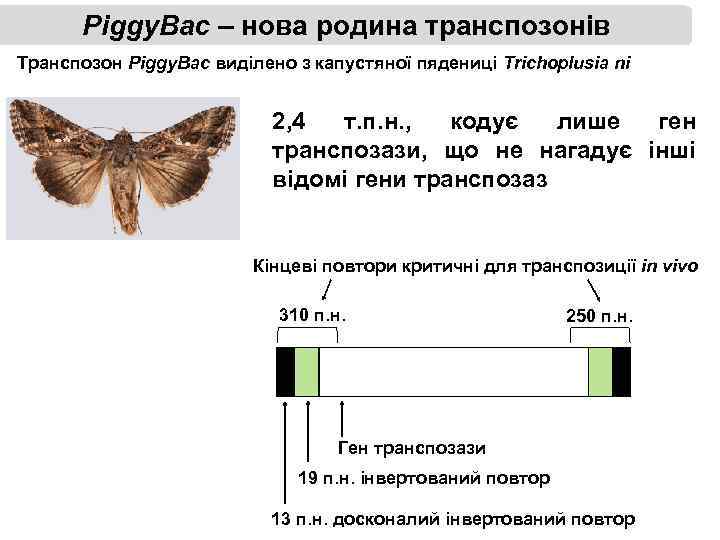 Piggy. Bac – нова родина транспозонів Транспозон Piggy. Bac виділено з капустяної пядениці Trichoplusia