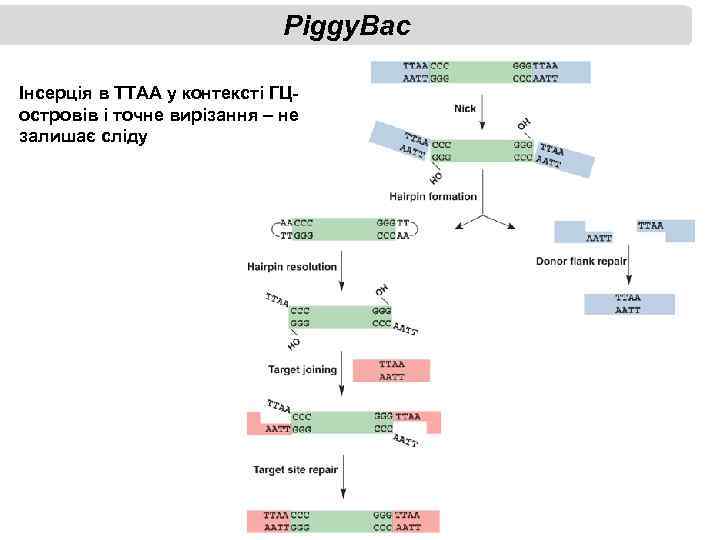 Piggy. Bac Інсерція в ТТАА у контексті ГЦостровів і точне вирізання – не залишає
