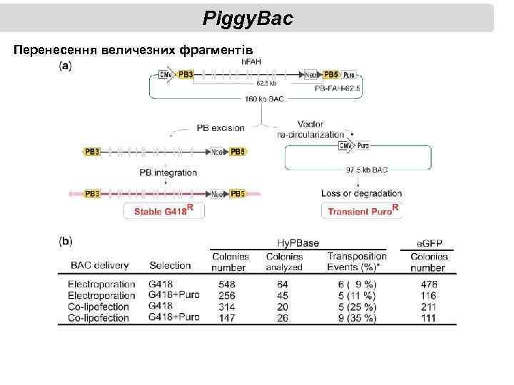 Piggy. Bac Перенесення величезних фрагментів 