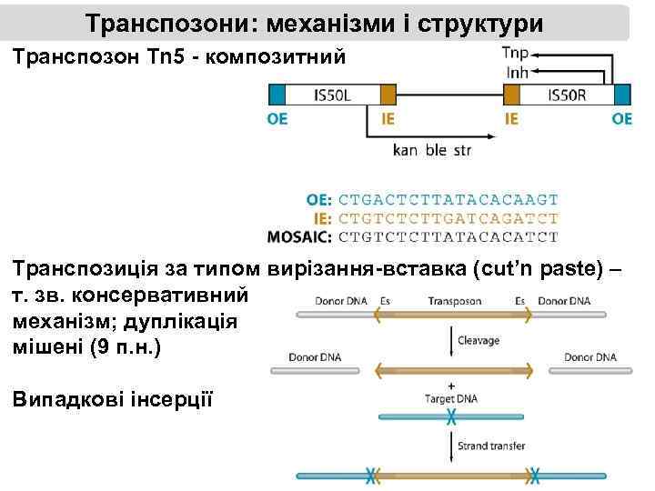 Транспозони: механізми і структури Транспозон Tn 5 - композитний Транспозиція за типом вирізання-вставка (cut’n