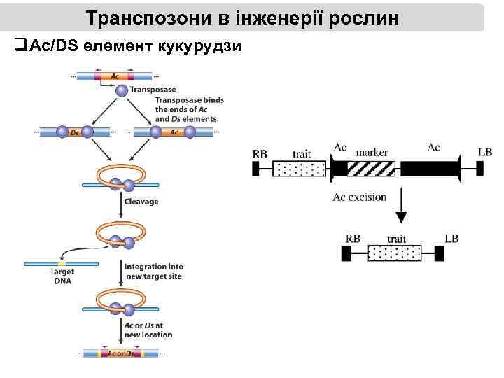 Транспозони в інженерії рослин q. Ac/DS елемент кукурудзи 