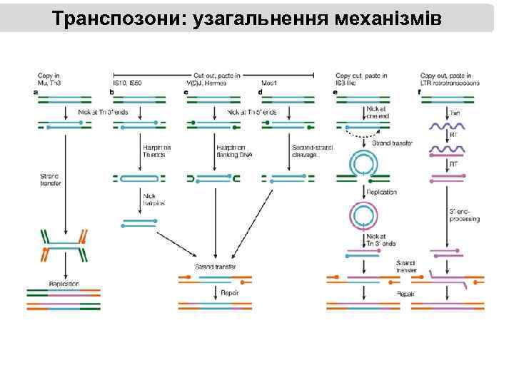 Транспозони: узагальнення механізмів 
