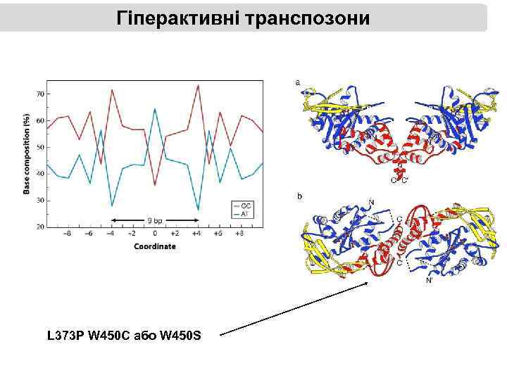Гіперактивні транспозони L 373 P W 450 C або W 450 S 