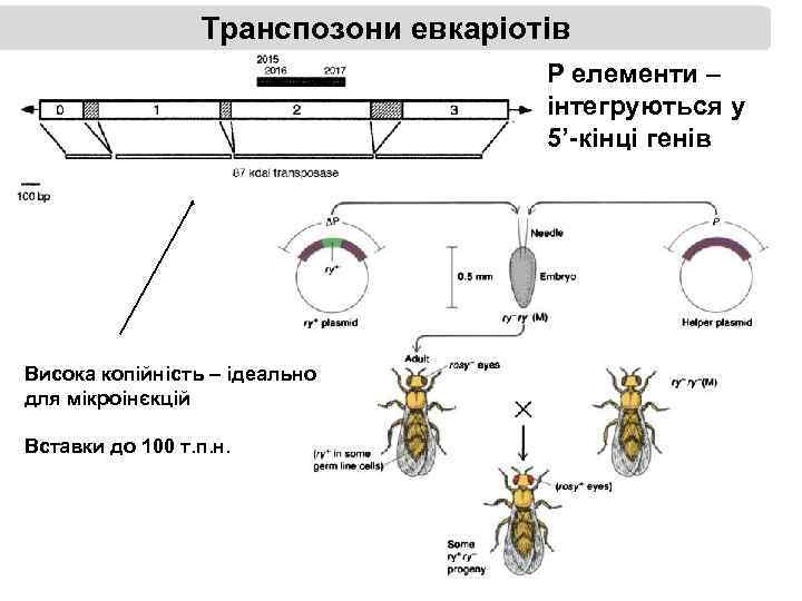 Транспозони евкаріотів Р елементи – інтегруються у 5’-кінці генів Висока копійність – ідеально для