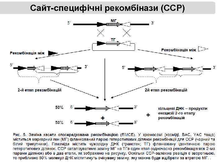 Сайт-специфічні рекомбінази (ССР) 