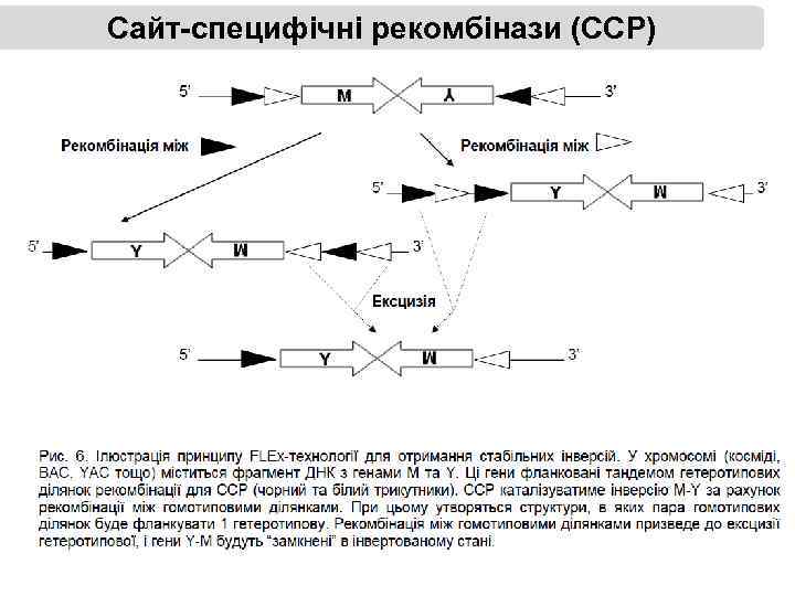 Сайт-специфічні рекомбінази (ССР) 