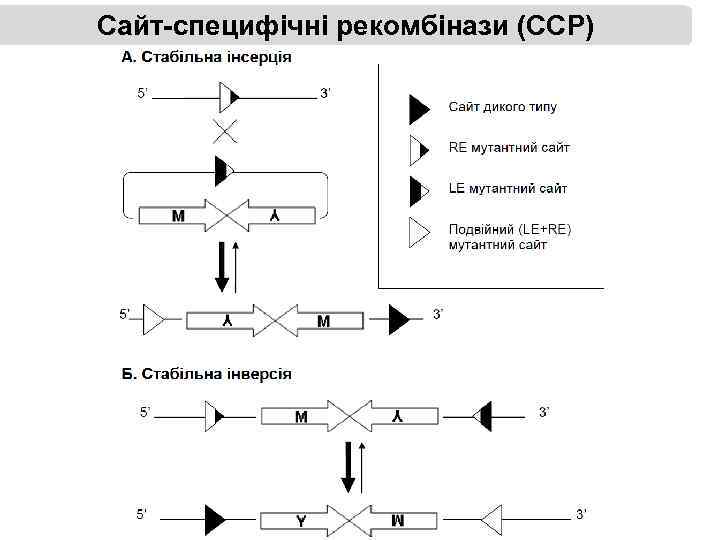 Сайт-специфічні рекомбінази (ССР) 