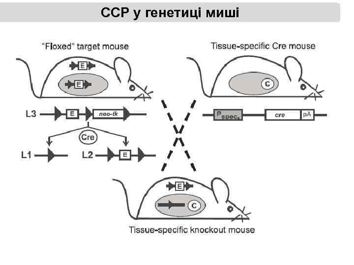ССР у генетиці миші 