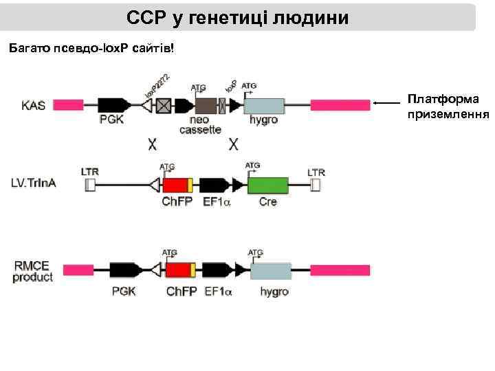 ССР у генетиці людини Багато псевдо-lox. P сайтів! Платформа приземлення 