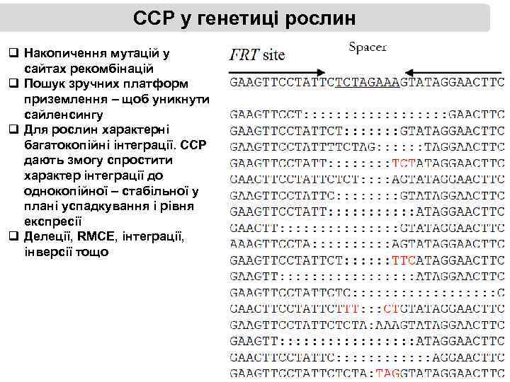ССР у генетиці рослин q Накопичення мутацій у сайтах рекомбінацій q Пошук зручних платформ