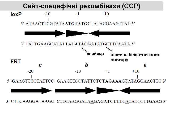 Сайт-специфічні рекомбінази (ССР) спейсер частина інвертованого повтору 