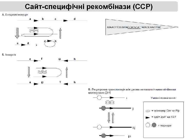 Сайт-специфічні рекомбінази (ССР) 