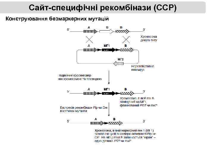 Сайт-специфічні рекомбінази (ССР) Конструювання безмаркерних мутацій 