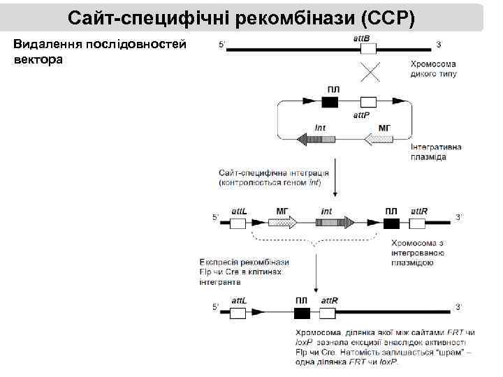 Сайт-специфічні рекомбінази (ССР) Видалення послідовностей вектора 