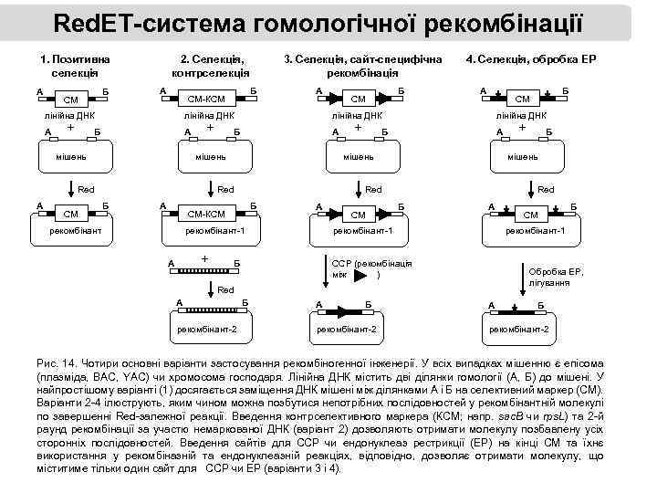 Red. ET-система гомологічної рекомбінації 1. Позитивна селекція A Б СМ 2. Селекція, контрселекція A