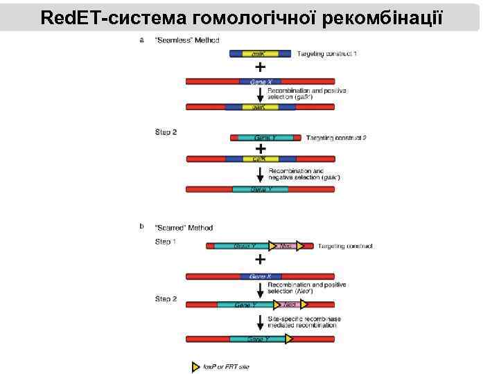 Red. ET-система гомологічної рекомбінації 