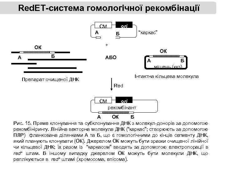 Red. ET-система гомологічної рекомбінації ori СМ A + ОК A “каркас” Б Б ОК