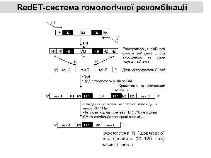 Red. ET-система гомологічної рекомбінації h 1 P 1 FR T СМ ПЛ Р СМ