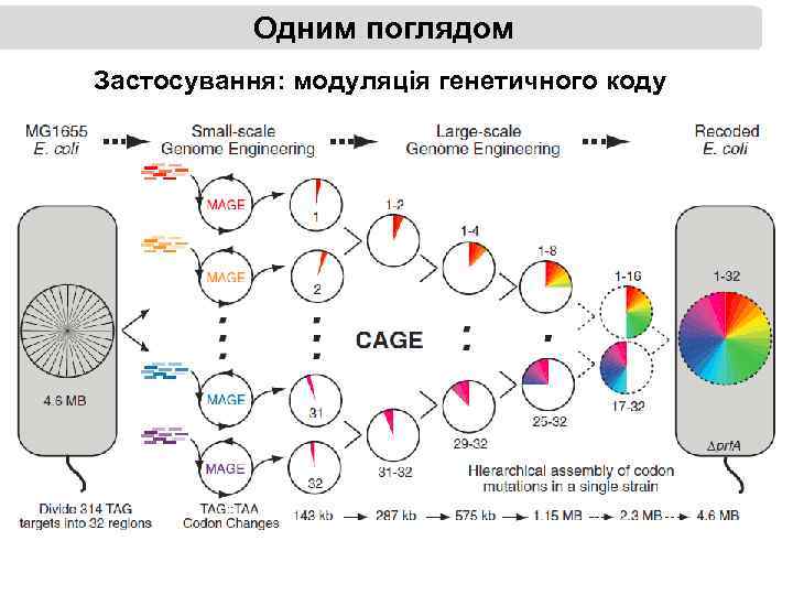 Одним поглядом Застосування: модуляція генетичного коду 