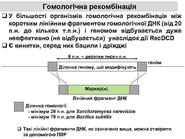 Гомологічна рекомбінація q У більшості організмів гомологічна рекомбінація між коротким лінійним фрагментом гомологічної ДНК