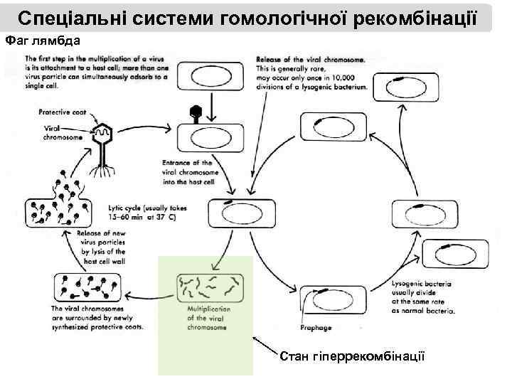 Спеціальні системи гомологічної рекомбінації Фаг лямбда Стан гіперрекомбінації 