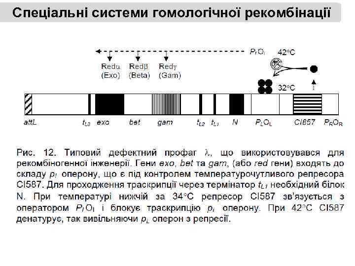 Спеціальні системи гомологічної рекомбінації 