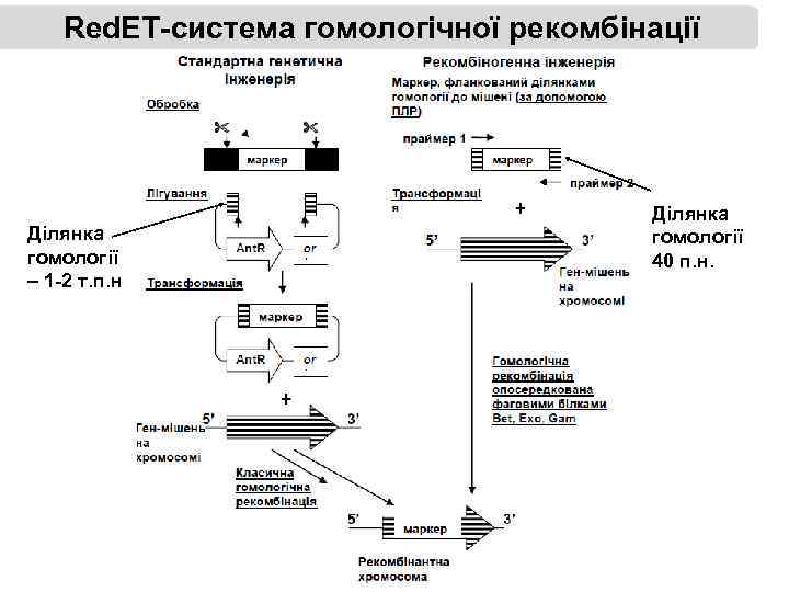 Red. ET-система гомологічної рекомбінації Ділянка гомології – 1 -2 т. п. н Ділянка гомології