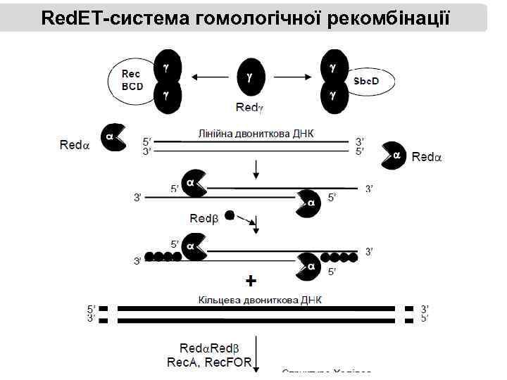 Red. ET-система гомологічної рекомбінації 