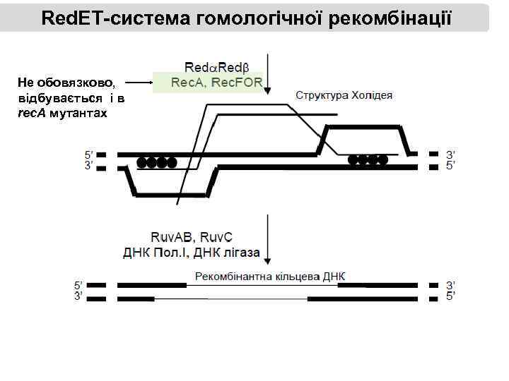Red. ET-система гомологічної рекомбінації Не обовязково, відбувається і в rec. A мутантах 