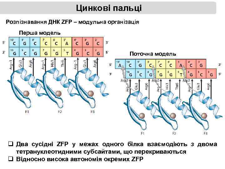 Цинкові пальці Розпізнавання ДНК ZFP – модульна організація Перша модель Поточна модель q Два