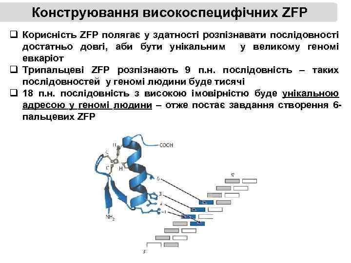 Конструювання високоспецифічних ZFP q Корисність ZFP полягає у здатності розпізнавати послідовності достатньо довгі, аби