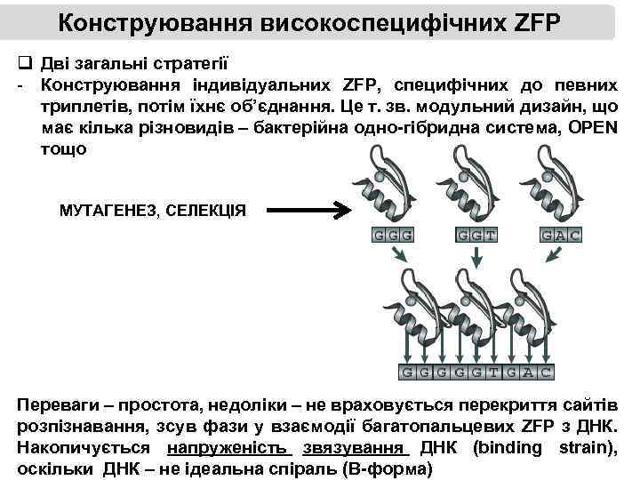 Конструювання високоспецифічних ZFP q Дві загальні стратегії - Конструювання індивідуальних ZFP, специфічних до певних