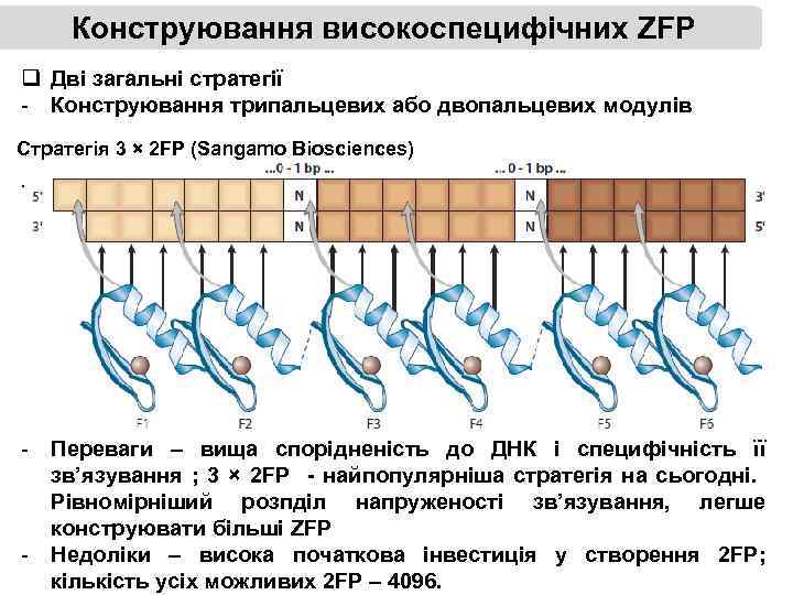 Конструювання високоспецифічних ZFP q Дві загальні стратегії - Конструювання трипальцевих або двопальцевих модулів Стратегія