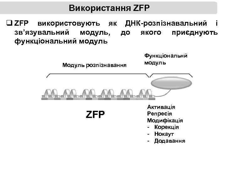 Використання ZFP q ZFP використовують як ДНК-розпізнавальний і зв’язувальний модуль, до якого приєднують функціональний