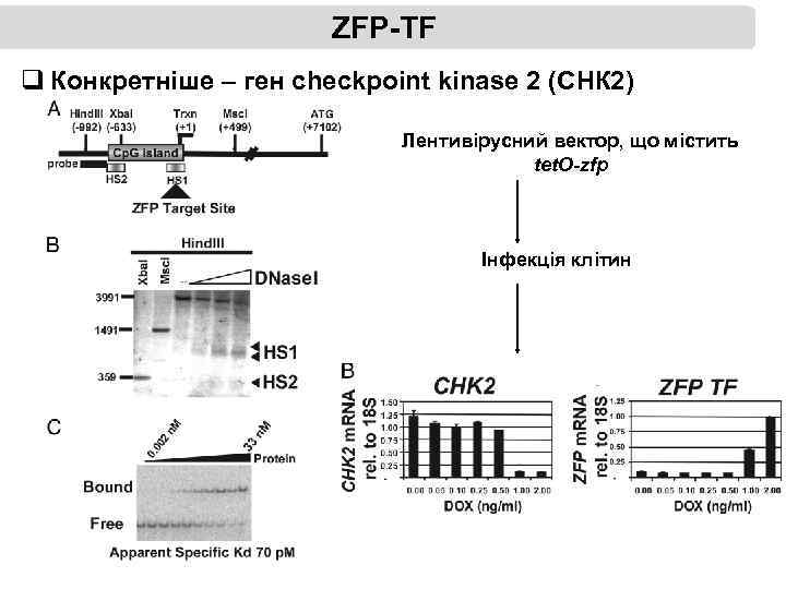 ZFP-TF q Конкретніше – ген checkpoint kinase 2 (СНК 2) Лентивірусний вектор, що містить